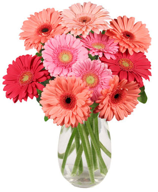 DANCING DAISIES (FGB22) - Flowers Gifts and Balloons