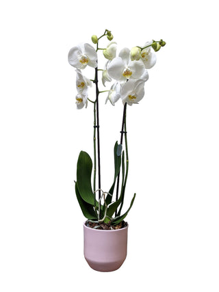 White Orchid Plant  (FGB87) - Flowers Gifts and Balloons