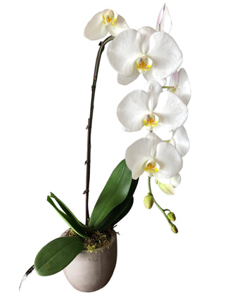 White Orchid Plant  (FGB87) - Flowers Gifts and Balloons