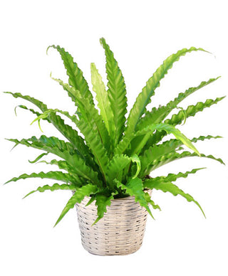 BIRD'S NEST FERN HOUSE PLANT (FGB85) - Flowers Gifts and Balloons