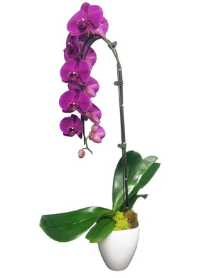 Purple Orchid Plant - Flowers Gifts and Balloons