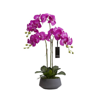 Purple Orchid Plant - Flowers Gifts and Balloons