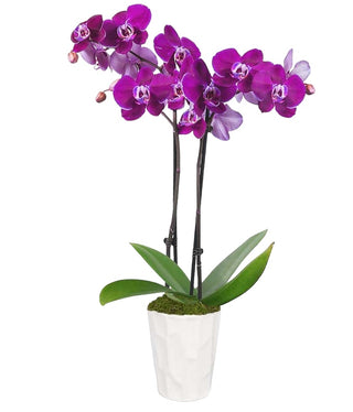 Purple Orchid Plant - Flowers Gifts and Balloons