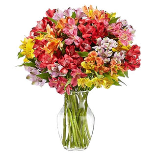 Colorful Alstroemeria  (FGB139) - Flowers Gifts and Balloons