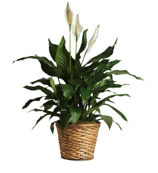PEACE LILY PLANT SPATHIPHYLLUM CLEVELANDII (FGB86) - Flowers Gifts and Balloons