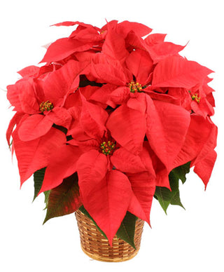 The Red Poinsettia Flowering Plant (FGB88) - Flowers Gifts and Balloons