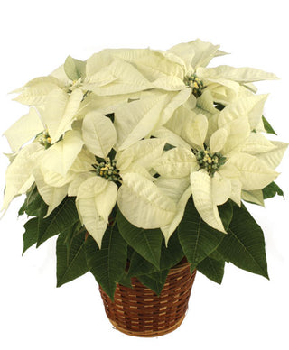 The White Poinsettia Blooming Plant (FGB89) - Flowers Gifts and Balloons
